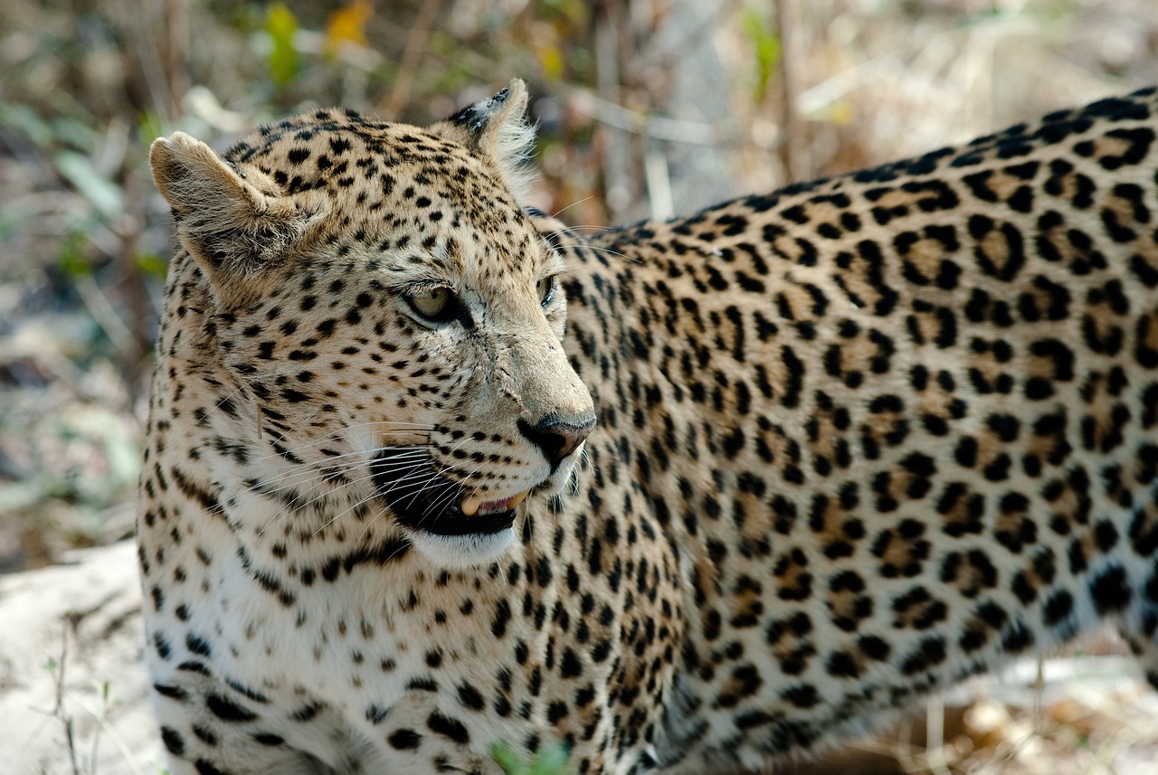 Tips for Taking Memorable Photos of Local Wildlife